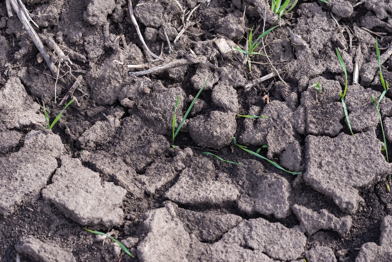 Close up of cracked clay soil common in parts of the Treasure Valley