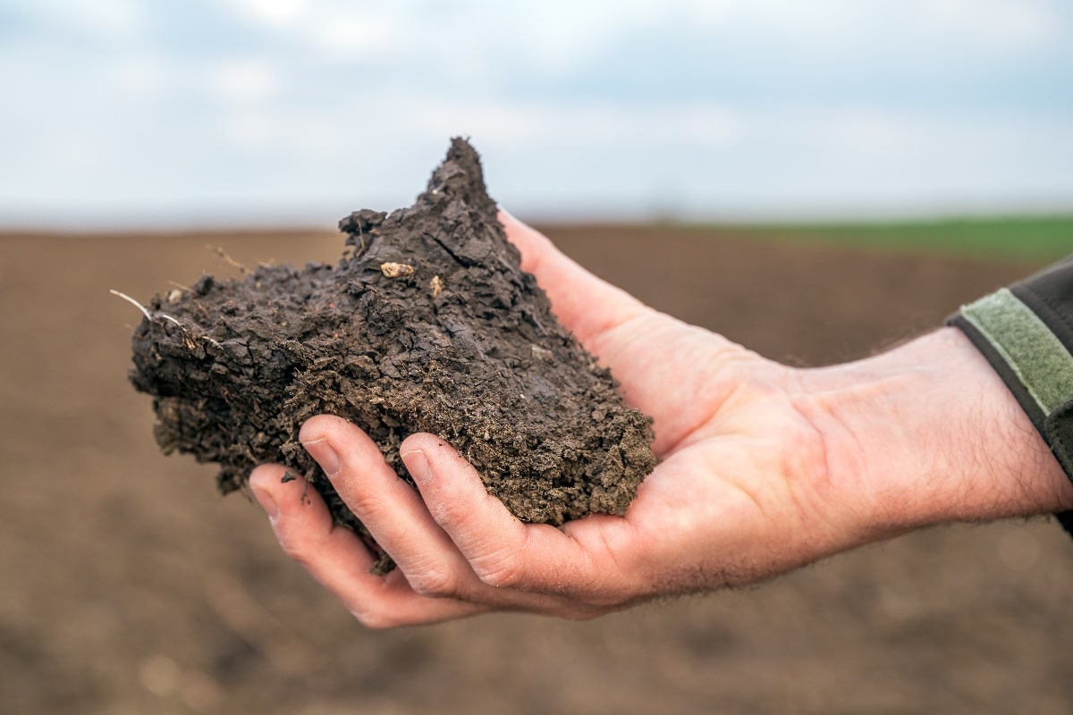 male hand holds clod of earth soil in front of dirt field